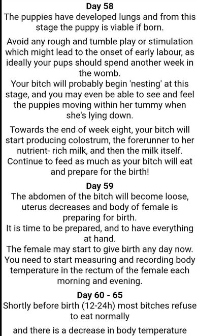 Breeder education|Miniature schnauzer 