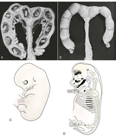 Breeder education | Miniature schnauzer puppy development 
