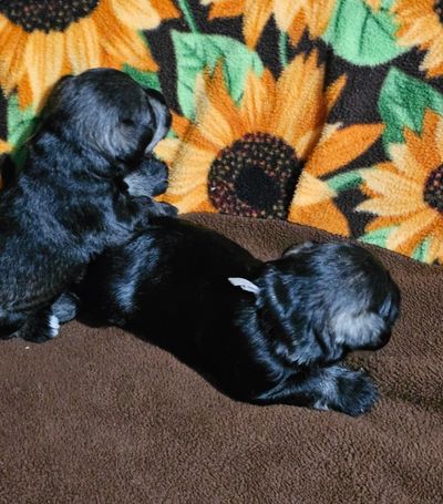 Top miniature schnauzer breeder | A'Lord Miniature Schnauzer 