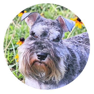 Rhode Island top miniature Schnauzer breeder 