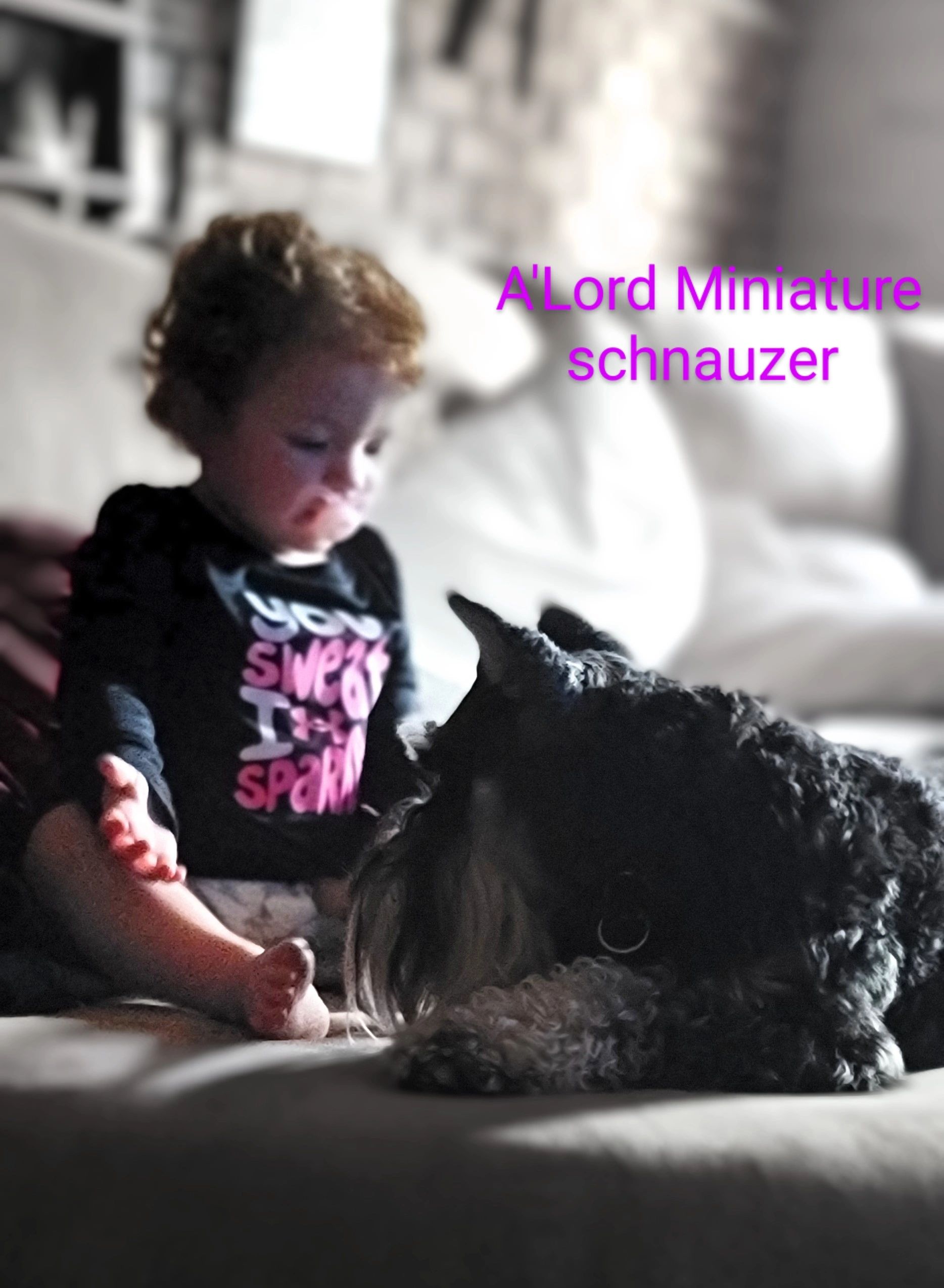 Miniature Schnauzer Male
Joker and my grand daughter.