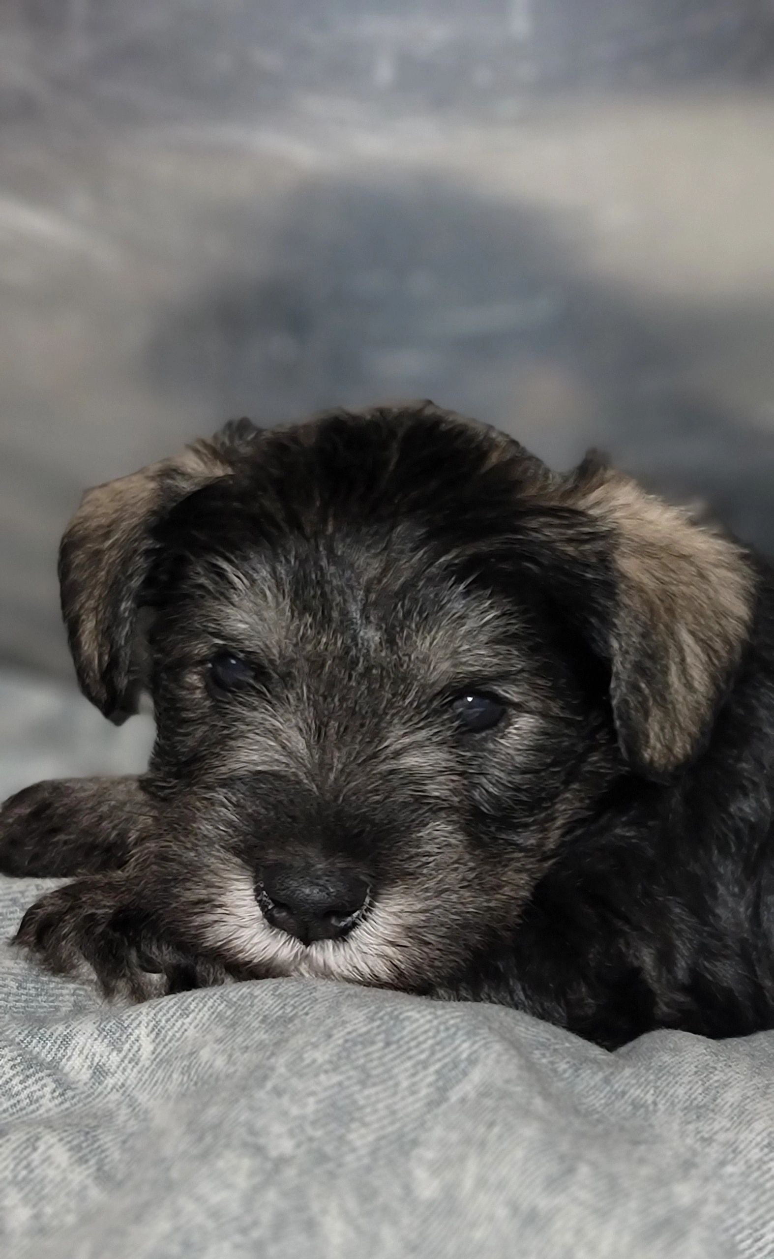 Salt/pepper miniature schnauzer 