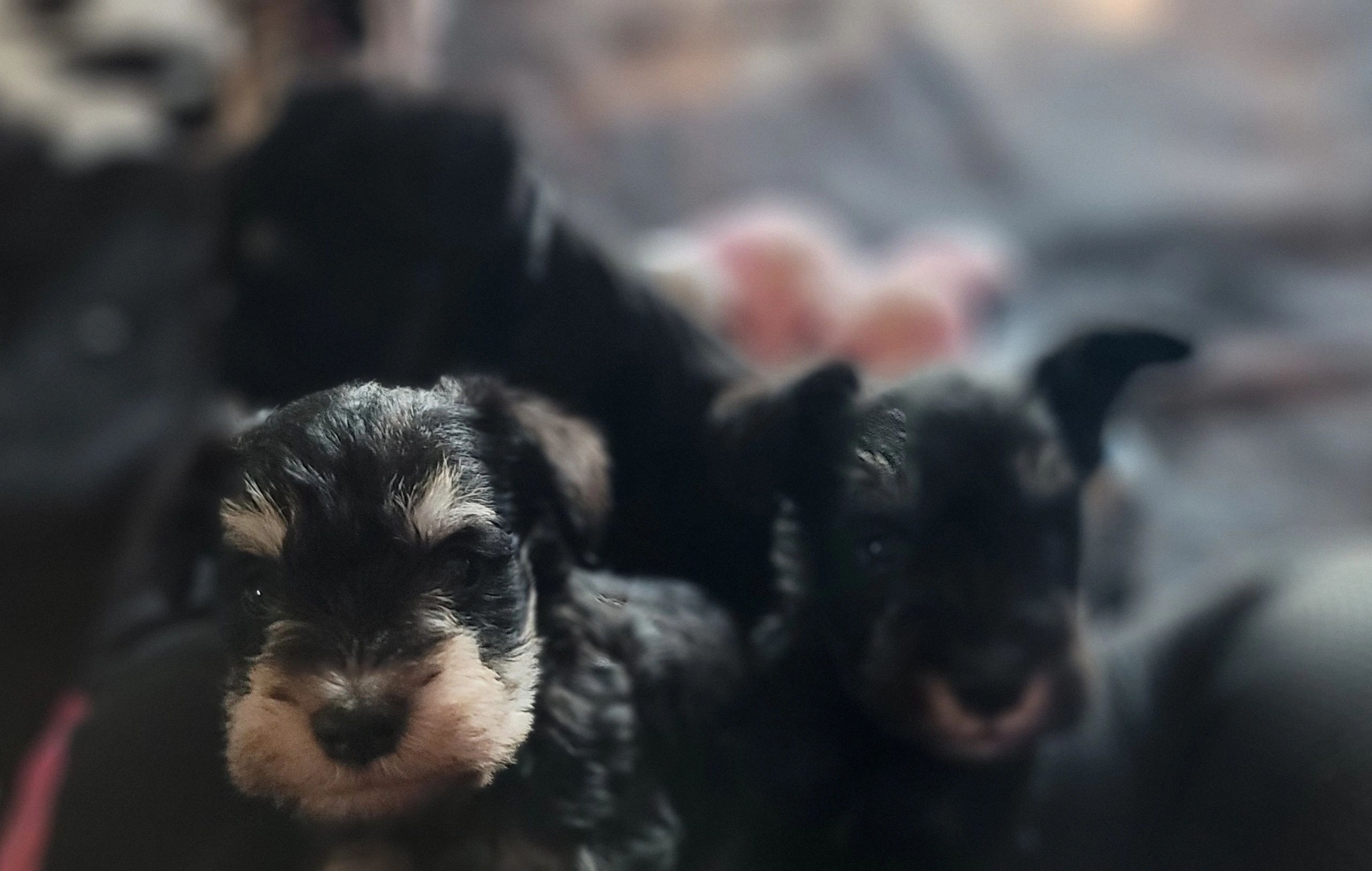 Miniature schnauzer faces