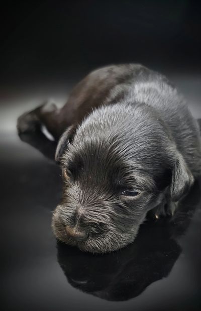 A'Lord Miniature schnauzer puppies.
miniature schnauzer puppy black
