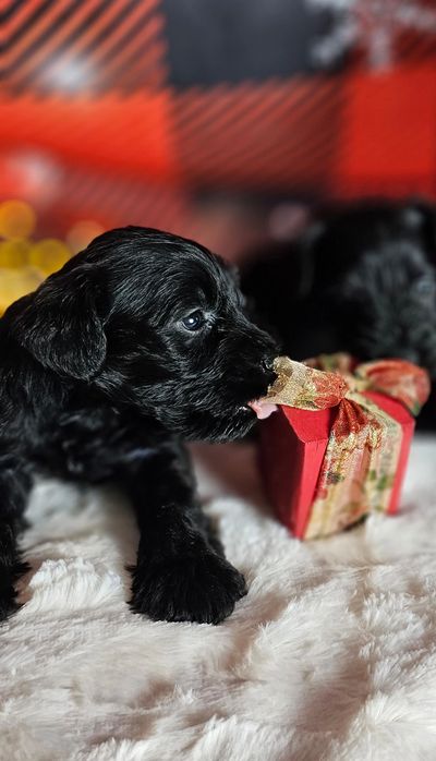 A'Lord Miniature schnauzer puppies.
Miniature schnauzer puppy.  Excited for a new family