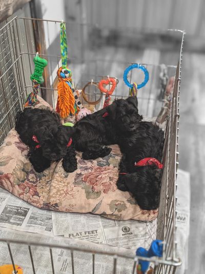 Top miniature schnauzer breeders near me 