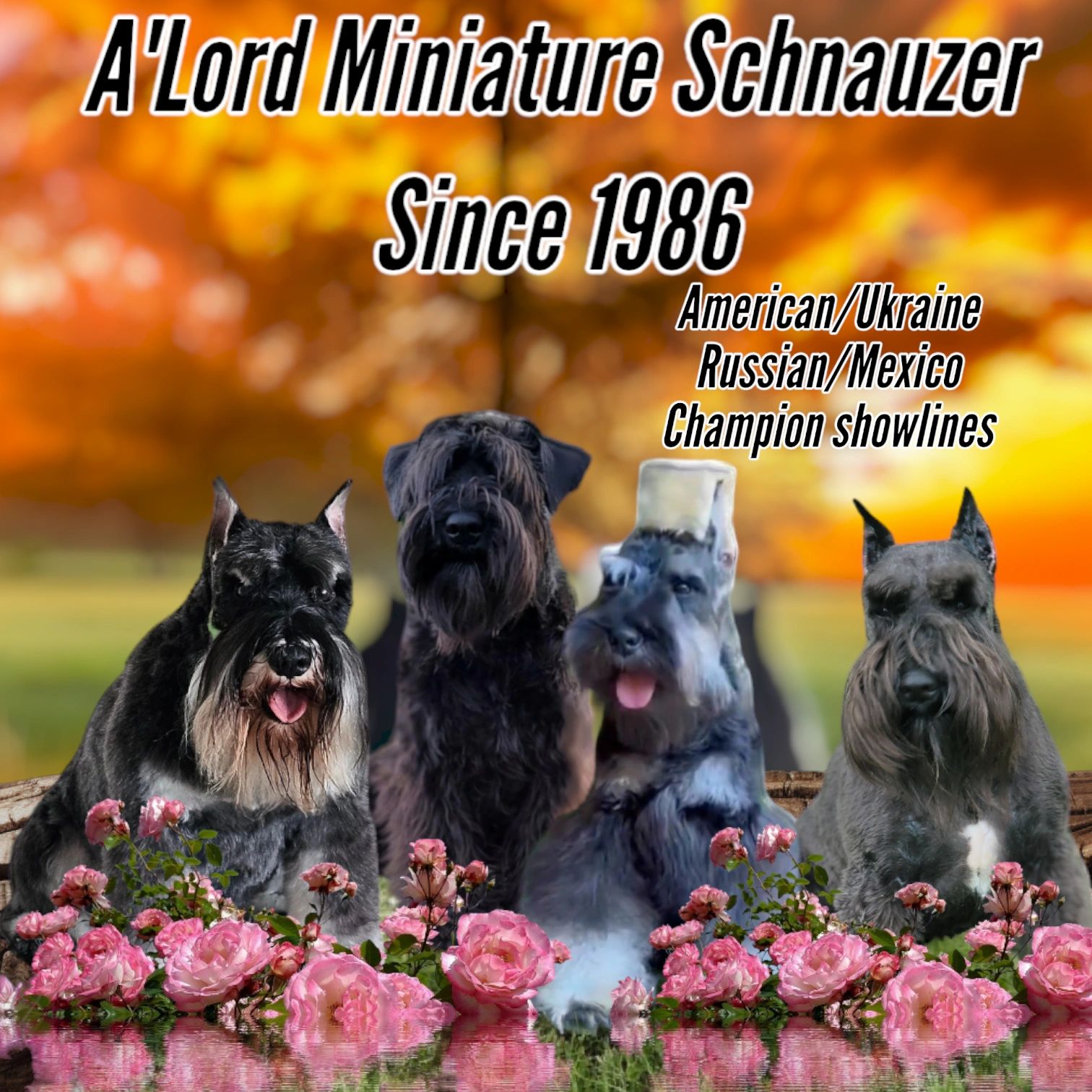 Miniature Schnauzer Studs