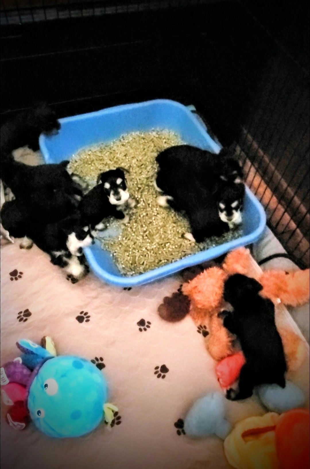 Beautiful black/silver miniature schnauzer litter