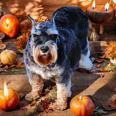 Miniature Schnauzer grooming
