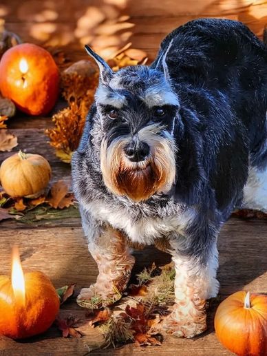 AKC Miniature Schnauzer puppies 