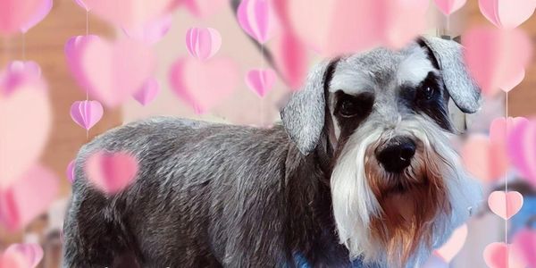 Miniature Schnauzer breeders 