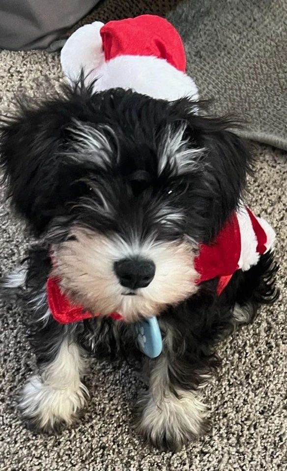 A' Lord Miniature schnauzer puppies
Miniature schnauzer puppy ready for Christmas 