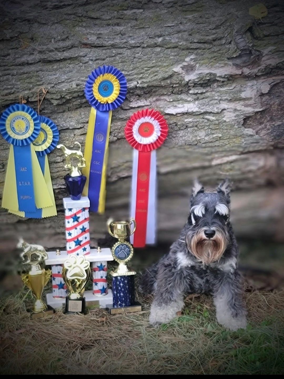 Mini Schnauzer Stud
Zac5's Deal N A' Lord Wild Joker
  