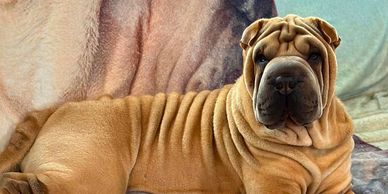 Periwrinkles Chinese shar pei