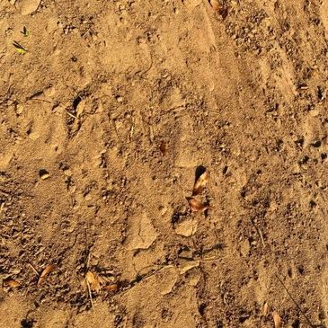 Sandy ground with small pebbles and dry leaves.