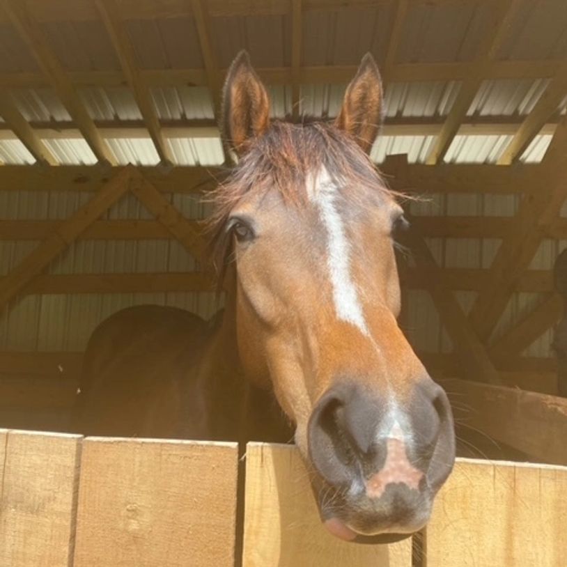 Cuba, a bay gelding, receives care at the stable.