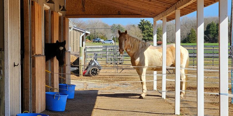 Two horses near a stable with blue buckets.