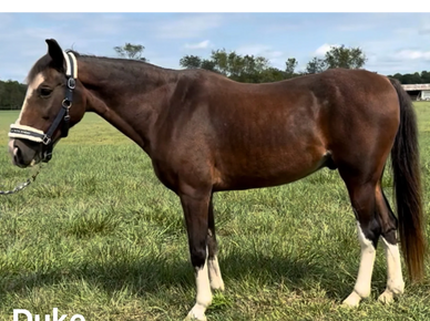 Duke, 16 hh, 26 yr old  Gelding wt DSLD. Calm demeanor makes him a great pasture pet! 