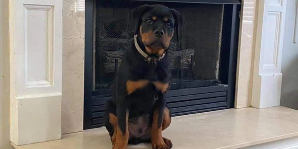 Why VSKRottweilers? 