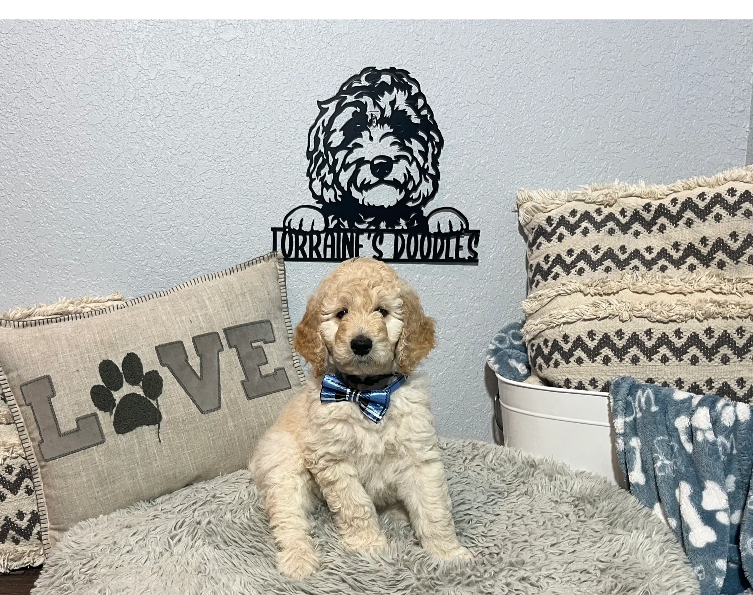 Shiloh Goldendoodles