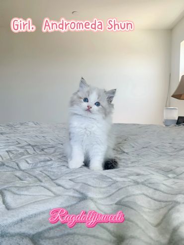 Cute fluffy kitten sitting on a bed.