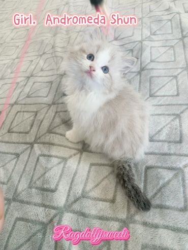 Fluffy kitten with blue eyes sitting on patterned blanket.