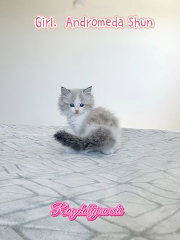 Fluffy kitten with blue eyes sitting on a bed.
