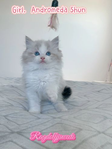 Fluffy Ragdoll kitten with blue eyes sitting on a bed.