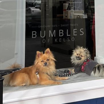 Bumble and Birdie in the window 