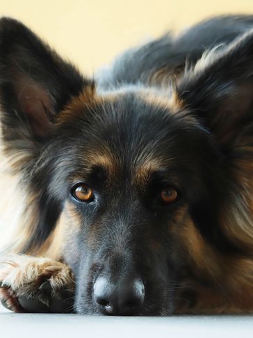 Close-up of a German Shepherd resting with soulful eyes.