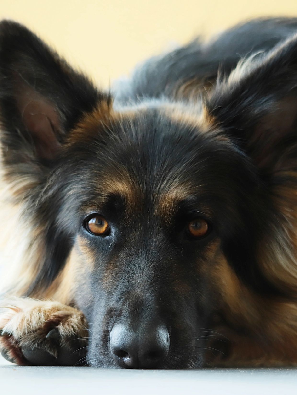 Close-up of a German Shepherds face resting on the ground.