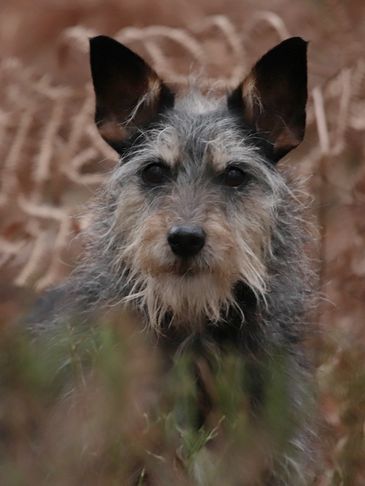 Close-up of a scruffy dog with large ears in natural surroundings.