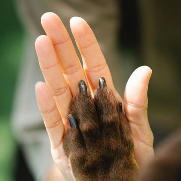A human hand and a dog's paw touching in a high-five gesture.