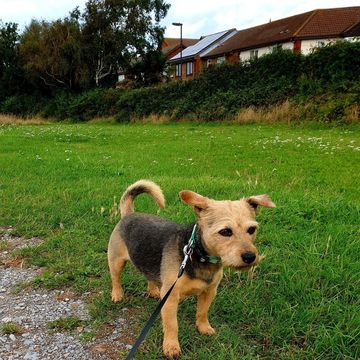 Small dog on a leash standing on grass.