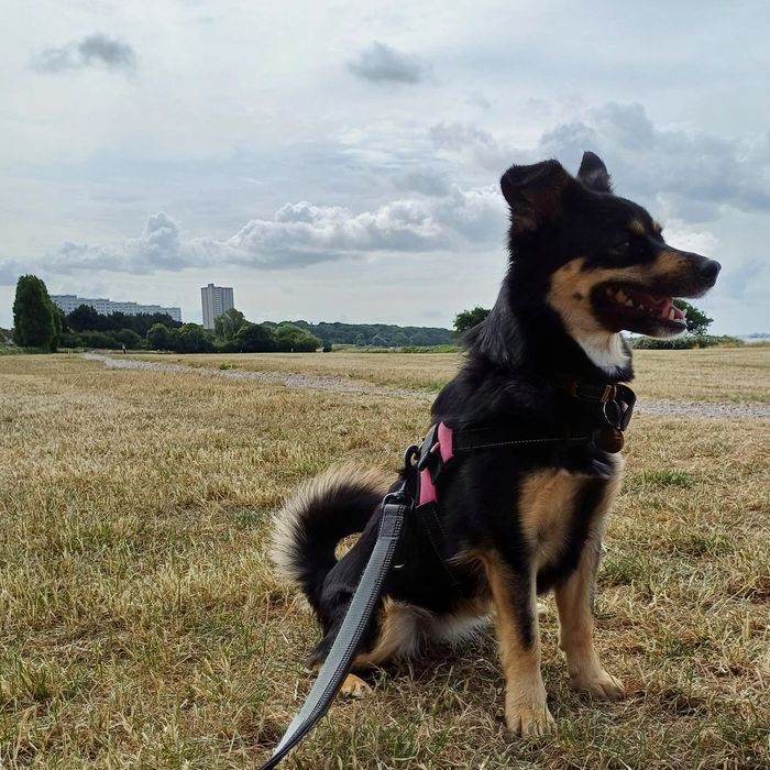 Buddiepet Dog Walking and Cat Feeding, Dog Walker, Southampton