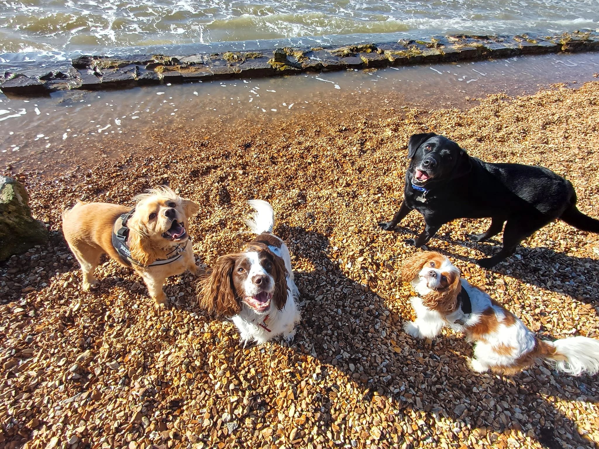 Buddiepet Dog Walking and Cat Feeding, Dog Walker, Southampton