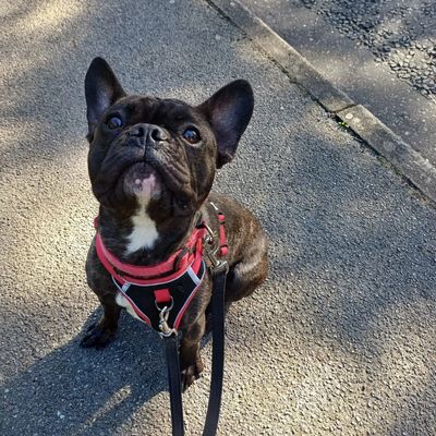 french bulldog practising lead walking skills with a southampton based dog trainer