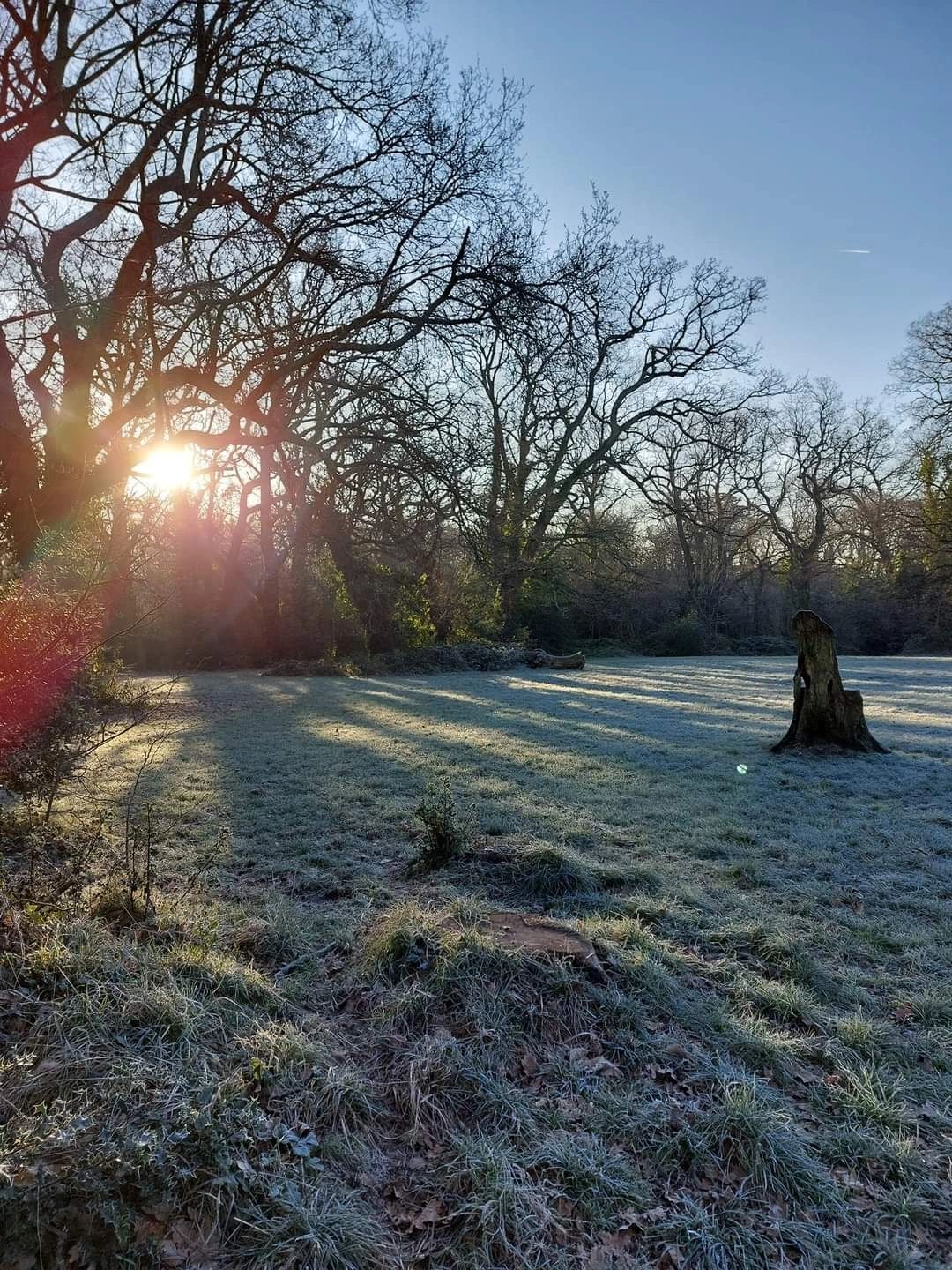 Buddiepet Dog Walking and Cat Feeding, Dog Walker, Southampton