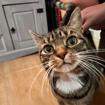 Close-up of a curious tabby cat's face.