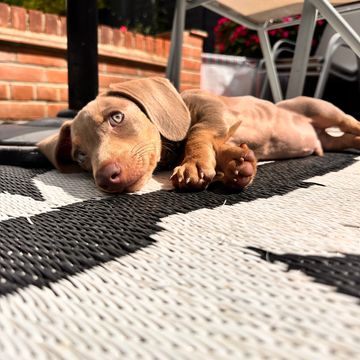 Puppy lying on a patterned outdoor rug under a chair.