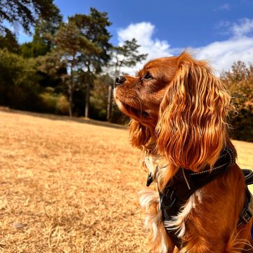 A brown dog sitting on dry grass, looking thoughtful.