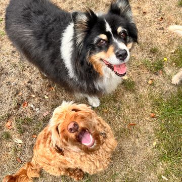 Two happy dogs looking up outdoors.