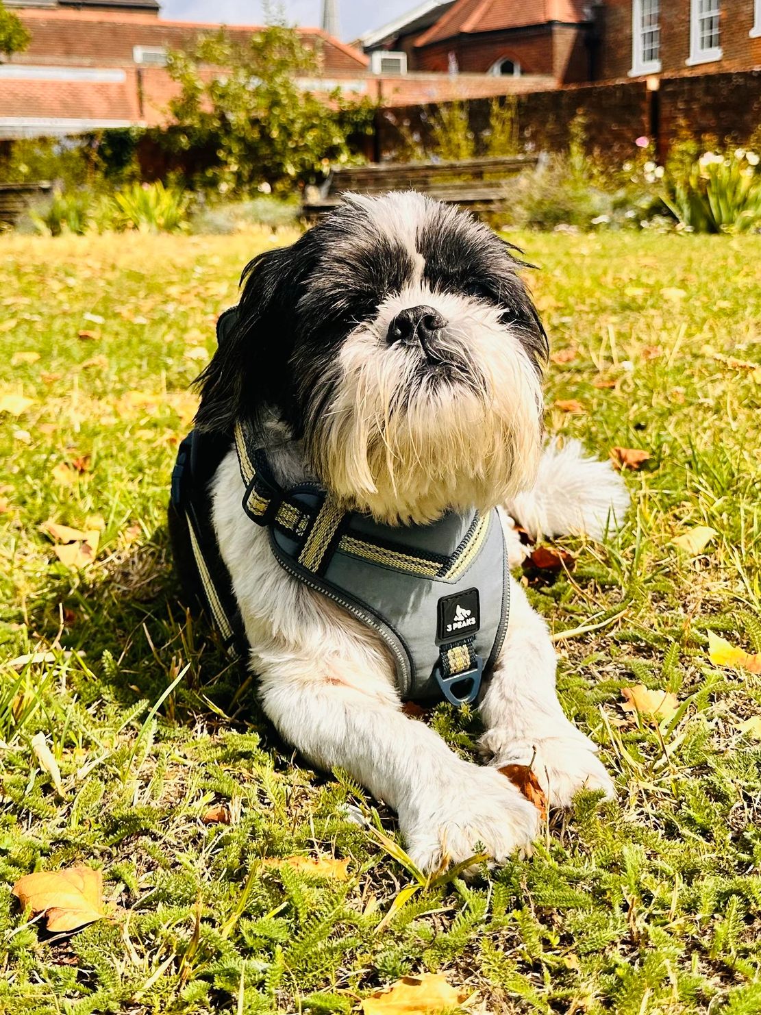 Black and white dog on the grass in a southampton park, having a lay down after a dog walk