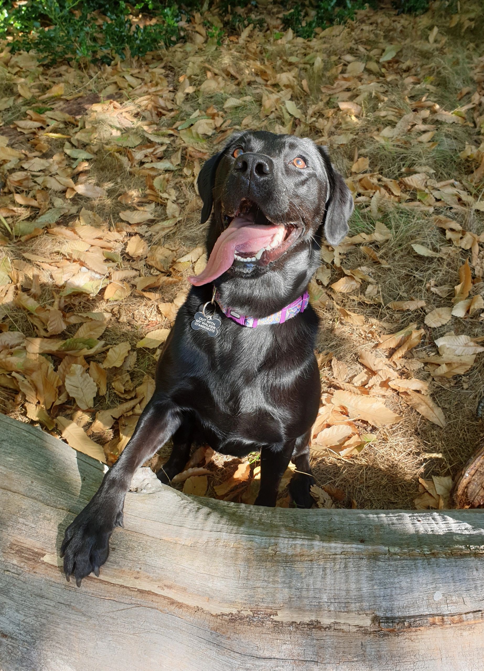 Buddiepet Dog Walking and Cat Feeding, Dog Walker, Southampton