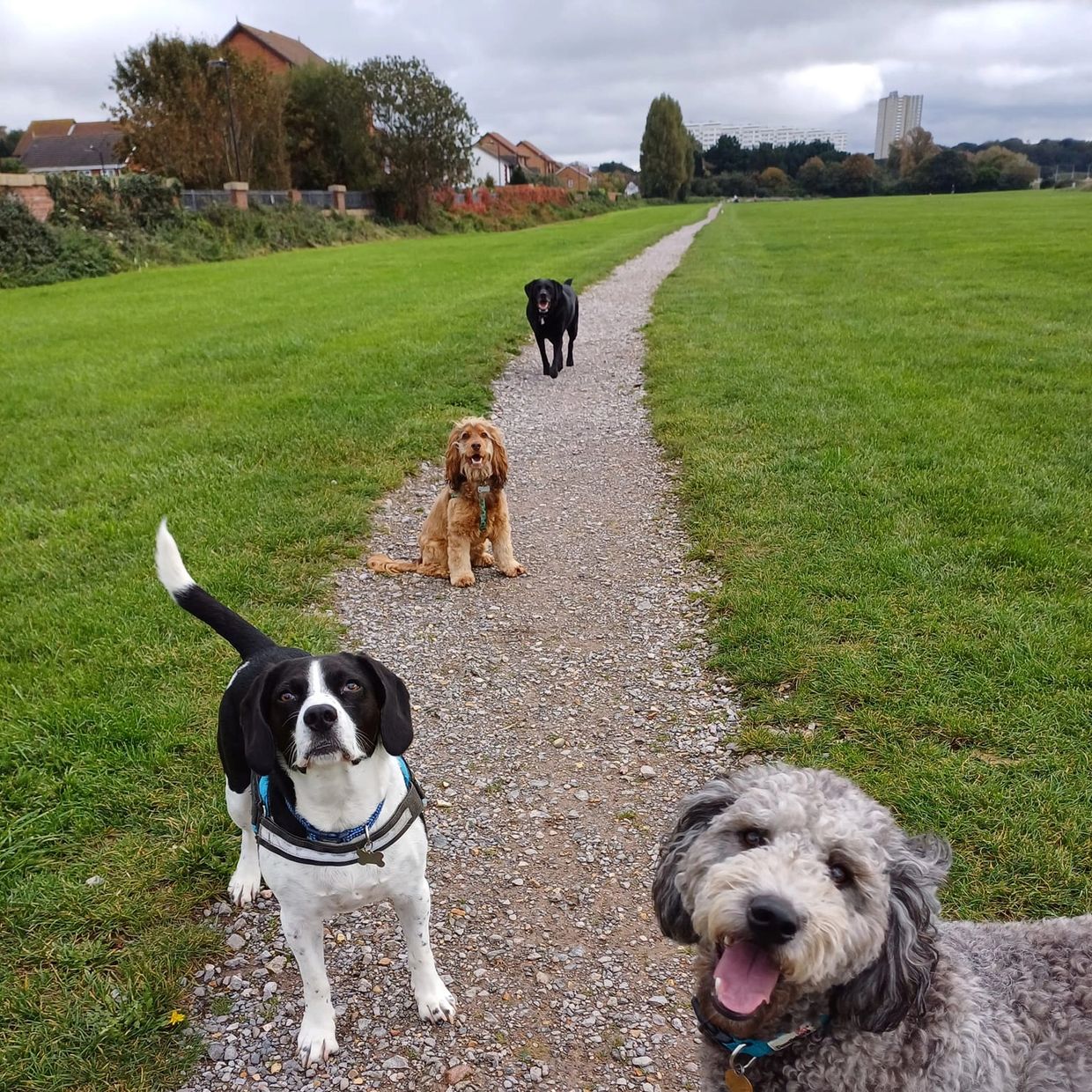 Four dogs on a pathway in a grassy field.
