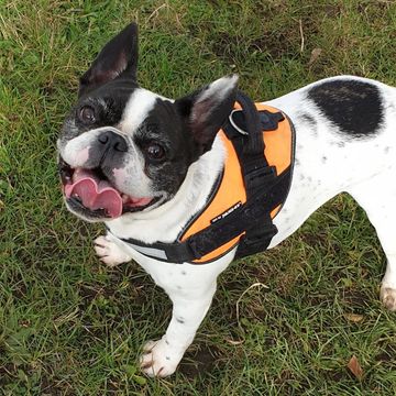 Happy French Bulldog in orange harness on grass.