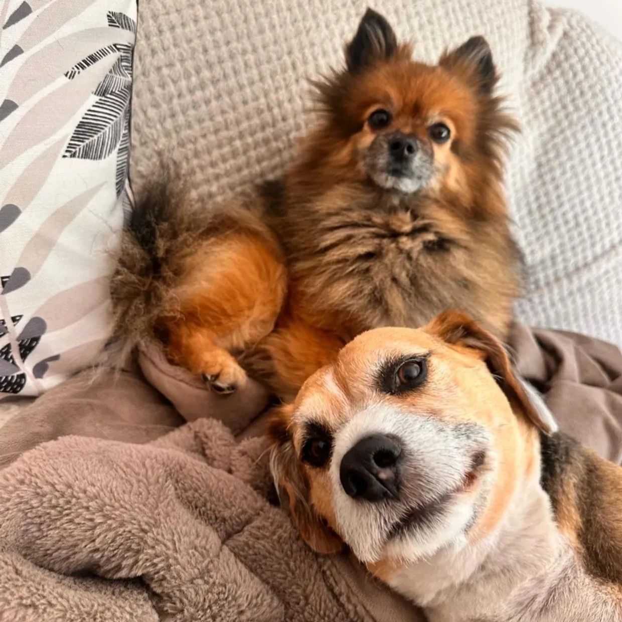 Two dogs relaxing on a cozy blanket.