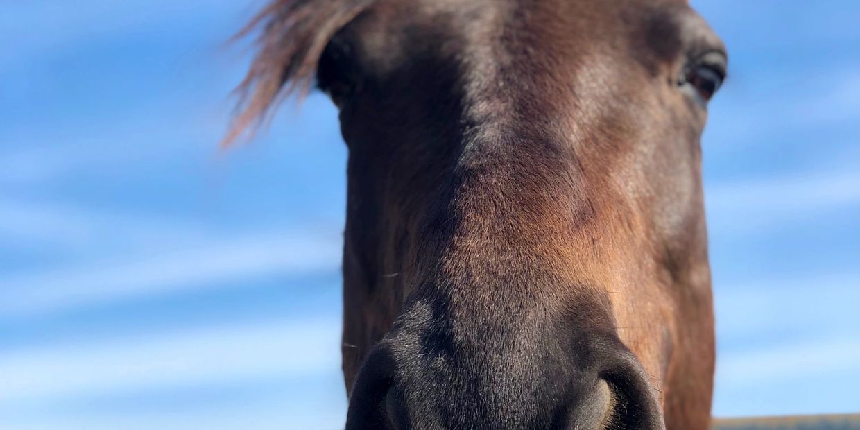 Boarding Wild Rose Equestrian Center
