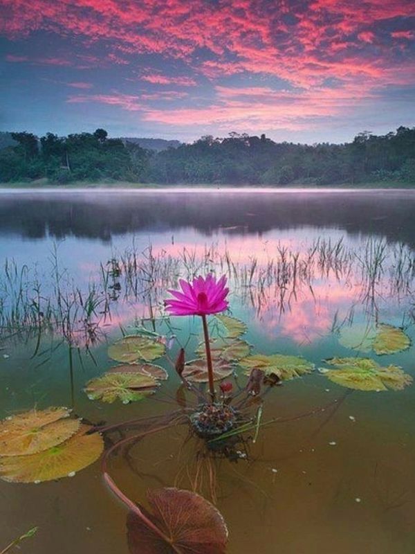 A vibrant pink lotus flower blooms on a calm lake at sunset.