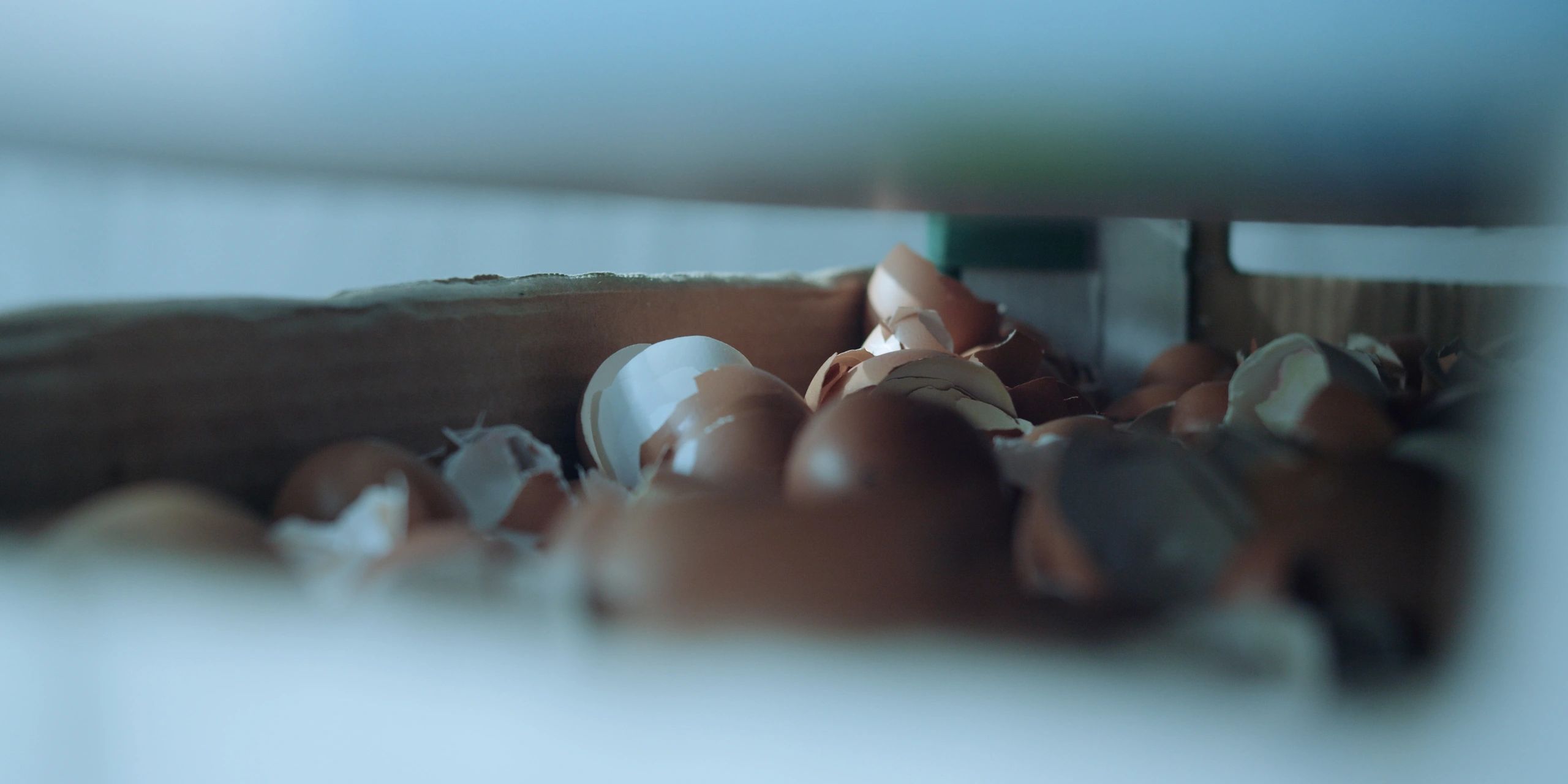 A pile of broken eggshells in a cardboard box under soft lighting.